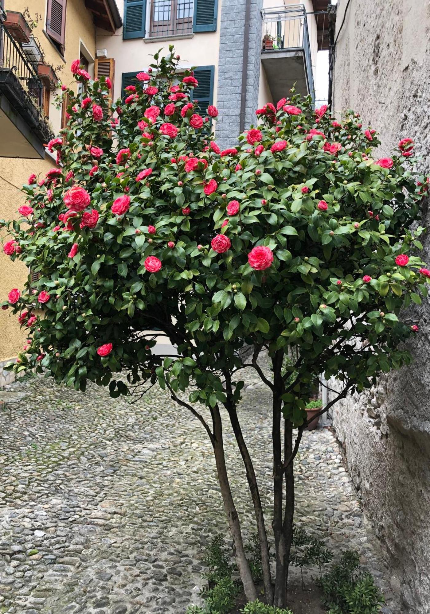 Appartamento Casa Domaso Esterno foto
